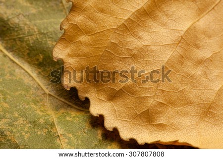 Yellow leaf on the green. Autumn background