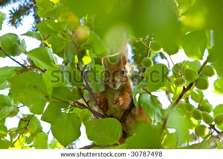 A curious squirrel siting in a apricot tree.