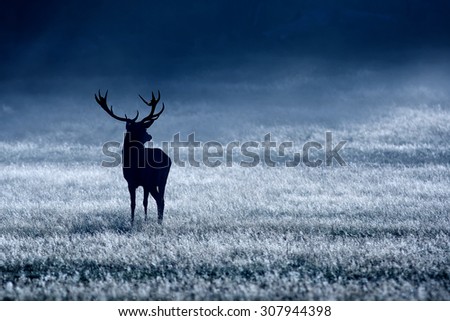 Red deer stag in the blue morning mist Royalty-Free Stock Photo #307944398