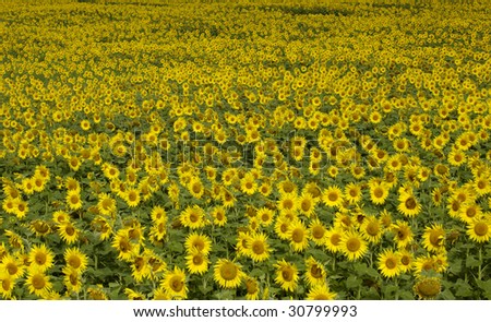 vertical picture of a sunflowers field