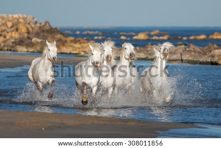 White Camargue Horses galloping along the beach in Parc Regional de Camargue - Provence, France