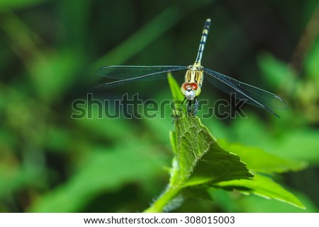 Dragonfly on the grass-Background blur.