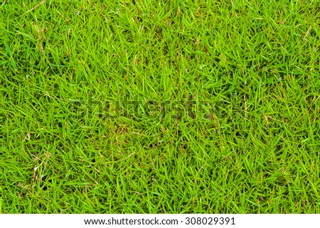 Grass on Golf Course
