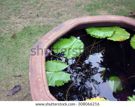 lotus&water Drop 5