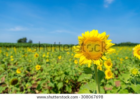 Sun Flower field, Saraburi, Thailand