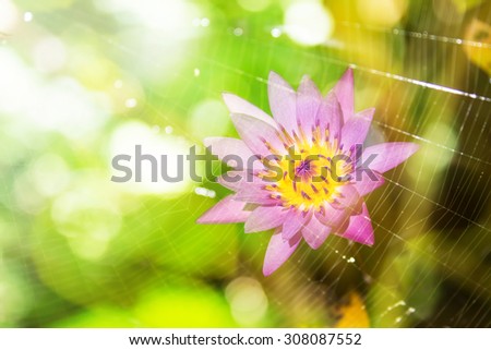 Lotus with blur spider web ,bright light and tone 