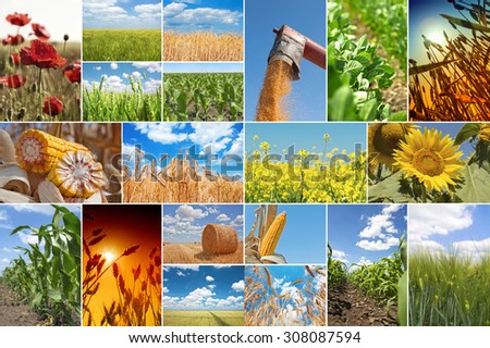 Collage with pictures about agriculture