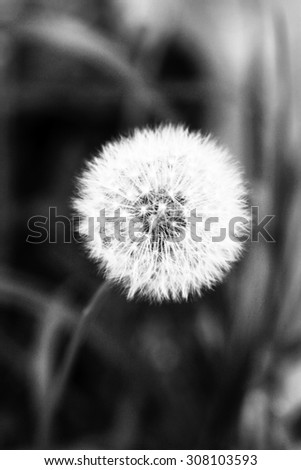 White dandelion in shades of grey