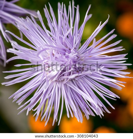 Beautiful asters. Nature background.