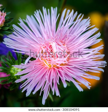 Beautiful asters. Nature background.