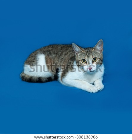 Tricolor striped cat lies on blue background