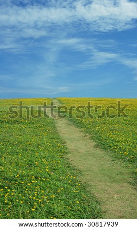 Wild flower Green Grass and Blue Sky background