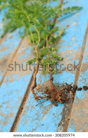 Nature weed with root and soil  on old blue wooden