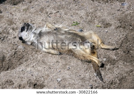 Meerkat (Suricata suricatta), lying in the sun