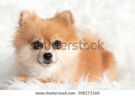 small dog spitz