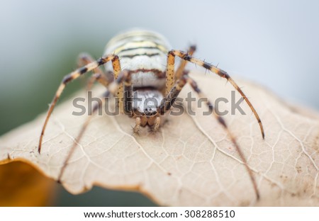 The Spider from ground on dead autumn leaf