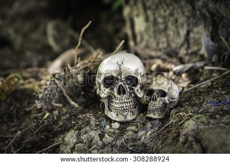 skull or skeleton human photography