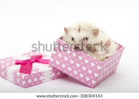 cute and sweet small african pygmy hedgehog baby lies and roll  in a gift box