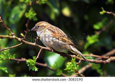 Female House Sparrow, Passer domesticus