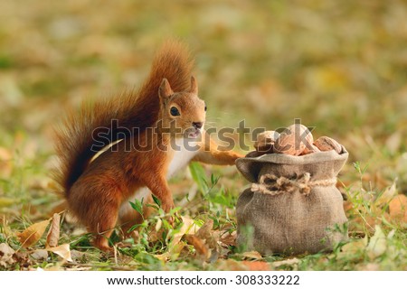 Portrait of a red squirrel holding a bag with nuts