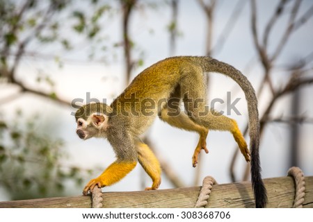 Squirrel Monkey pictured in the uk during the summer.