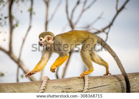 Squirrel Monkey pictured in the uk during the summer.