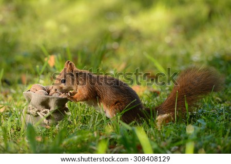 Portrait of a red squirrel sitting near a bag with nuts