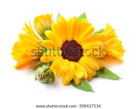 Calendula isolated. Flowers with leaves isolated on white
