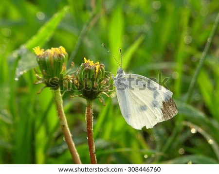 white butterfly and the dandelion #2