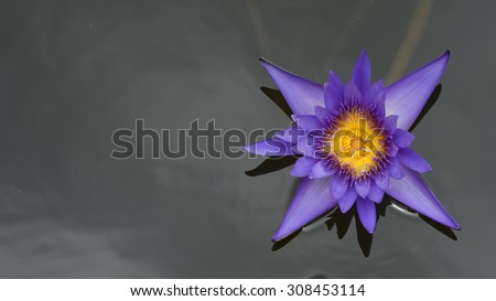 picture of purple lotus in ancient pot