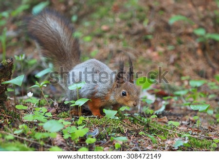 red squirell in the forest