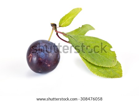 Ripe berry of sloe it is isolated on a white background