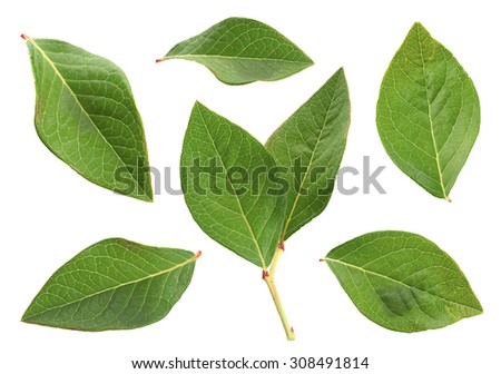 Blueberry leaf collection isolated on white Royalty-Free Stock Photo #308491814