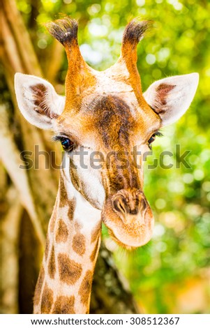 Closeup of Giraffe, Thailand.