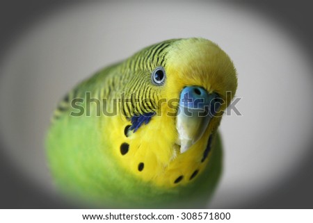Yellow and green male parakeet close up stock photo