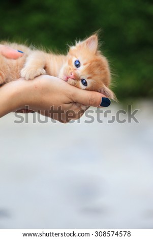 Little tabby cat in hands.