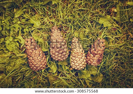Closeup of four pine cones on ground among green leaves and grass, toned with Instagram filters, film effect, low contrast