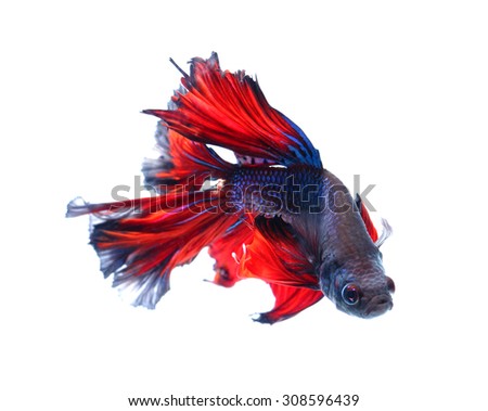 Red and blue half moon butterfly  siamese fighting fish, betta fish isolated on black background.
