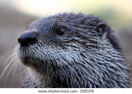 Head Shot River Otter