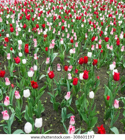 colourful tulips flowers season garden