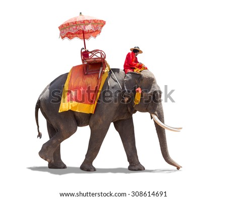 Elephant for tourists ride tour of the ancient city in Ayutthaya Thailand. isolated on white background with clipping path