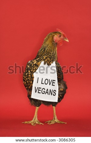 Golden Laced Wyandotte chicken wearing sign reading I love vegans.