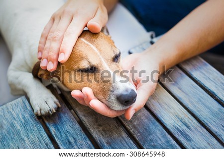 owner  petting his dog, while he is sleeping or resting  with closed eyes Royalty-Free Stock Photo #308645948