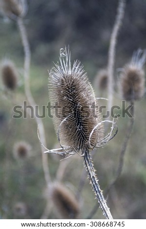 Dry thistle in the field defies the autumn and the coming winter.