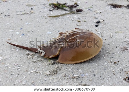Atlantic horseshoe crab Royalty-Free Stock Photo #308670989