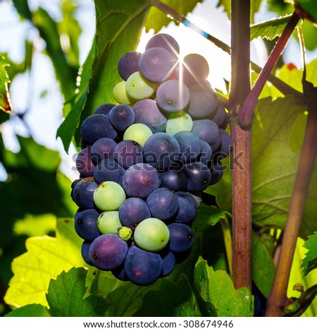 Wine grapes vineyard at sunset, autumn in France, natural concept