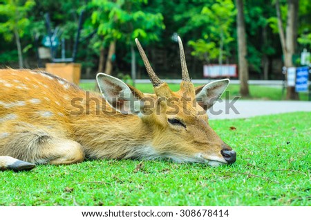 Deer In The City, Wild Animals,Selective Focus