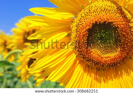 Yellow sunflower in bright sun on a field of sunflowers. Selective focus.