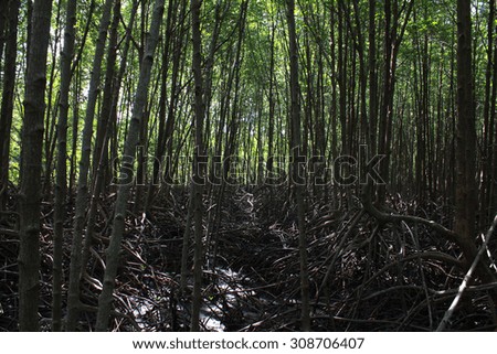 Roots of mangrove forest