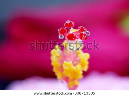 water drops on hibiscus  Blossom